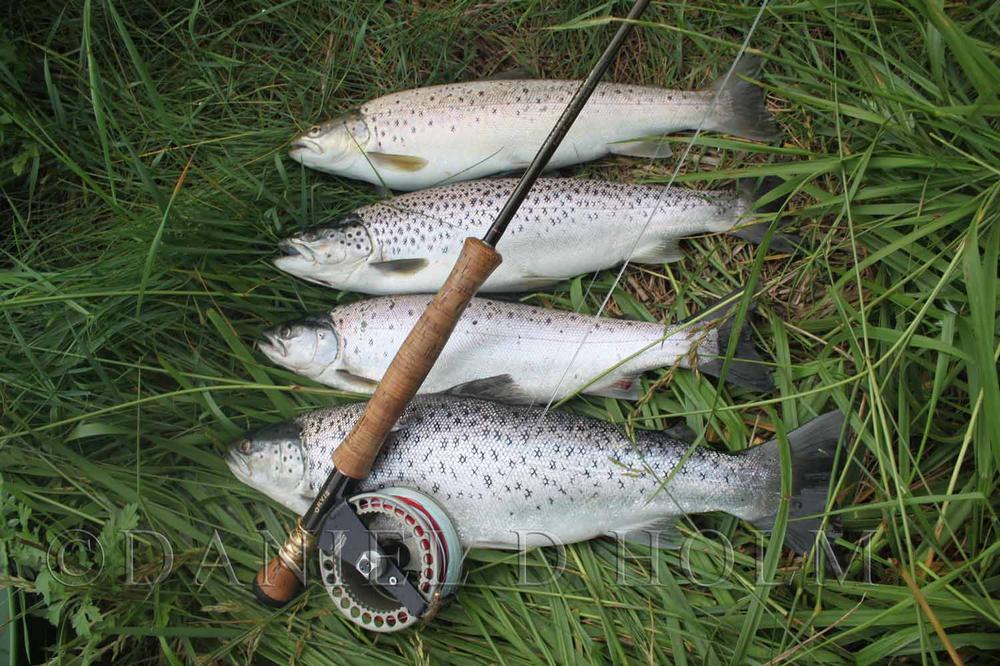 SLF Squirrel - Green Olive