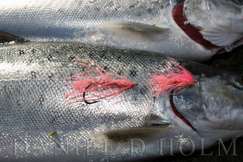 Minnow Body Mylar Tubing - Bluetone (M)