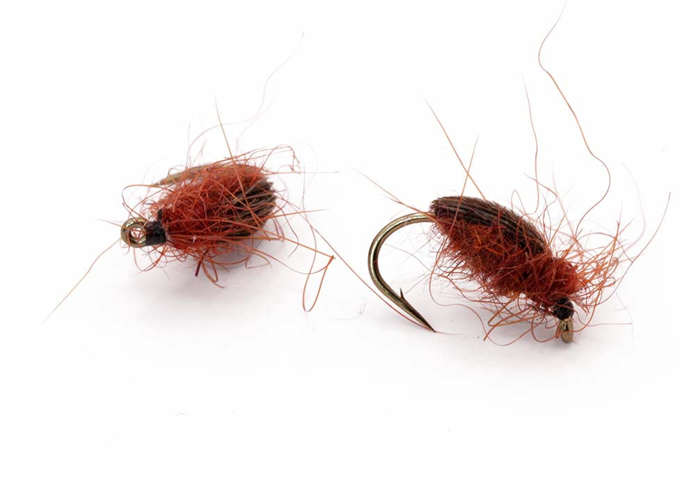 Bugsvømmer