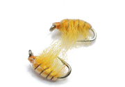 Golden Gammarus