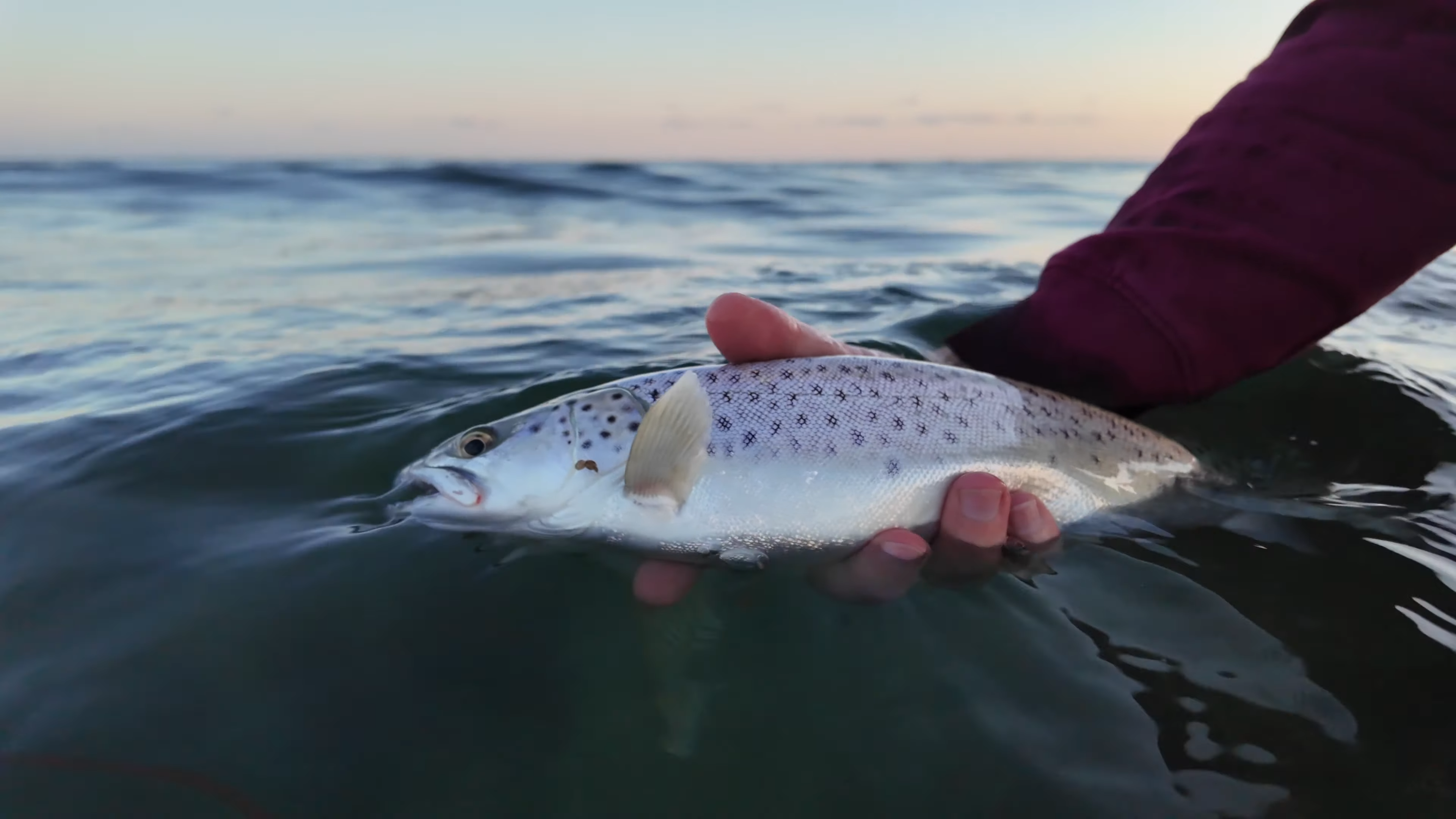 "Fang din første havørred" - havørred blink