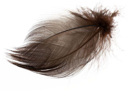 Du tilføjede <b><u>Mallard Barred Flank - Brown</u></b> til kurven.