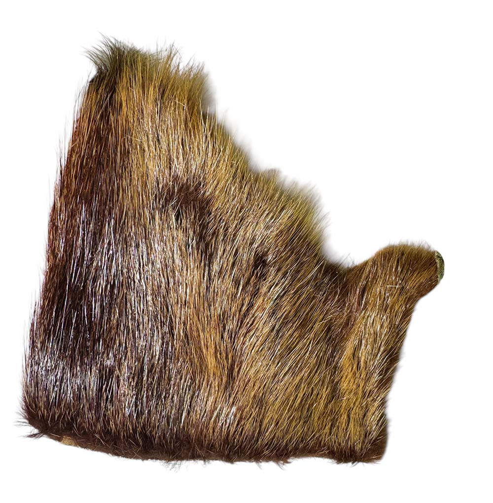 Nutria
