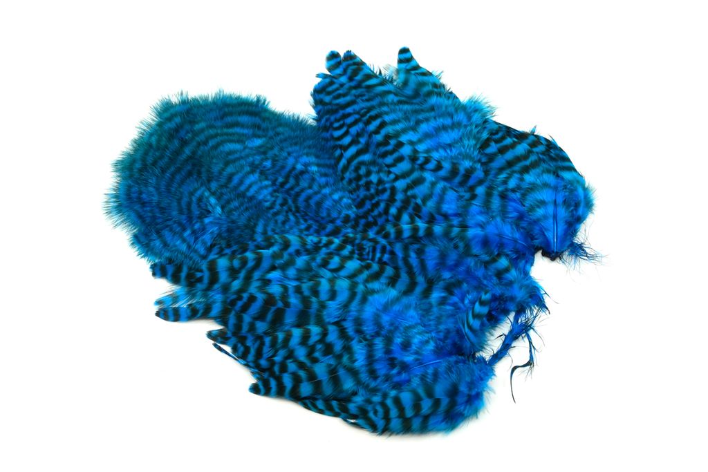 Whiting Rooster Softhackle W Chickabou SH/C Grizzly Kingfisher Blue