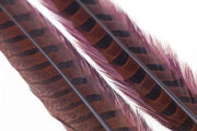 Ringneck Pheasant tail 1 Pair - Chocolate Brown