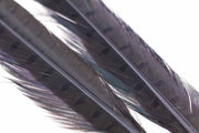 Ringneck Pheasant tail 1 Pair - Dun