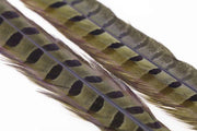 Ringneck Pheasant tail 1 Pair - Olive