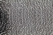 Thin Skin - Mottled Bustard Black 