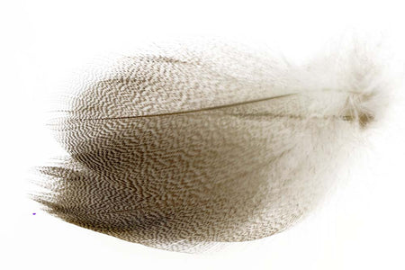 Du tilføjede <b><u>Gadwall Barred Flank - Natural</u></b> til kurven.