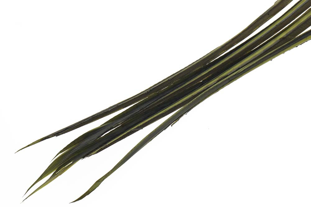 Turkey biots - Blue Winged Olive