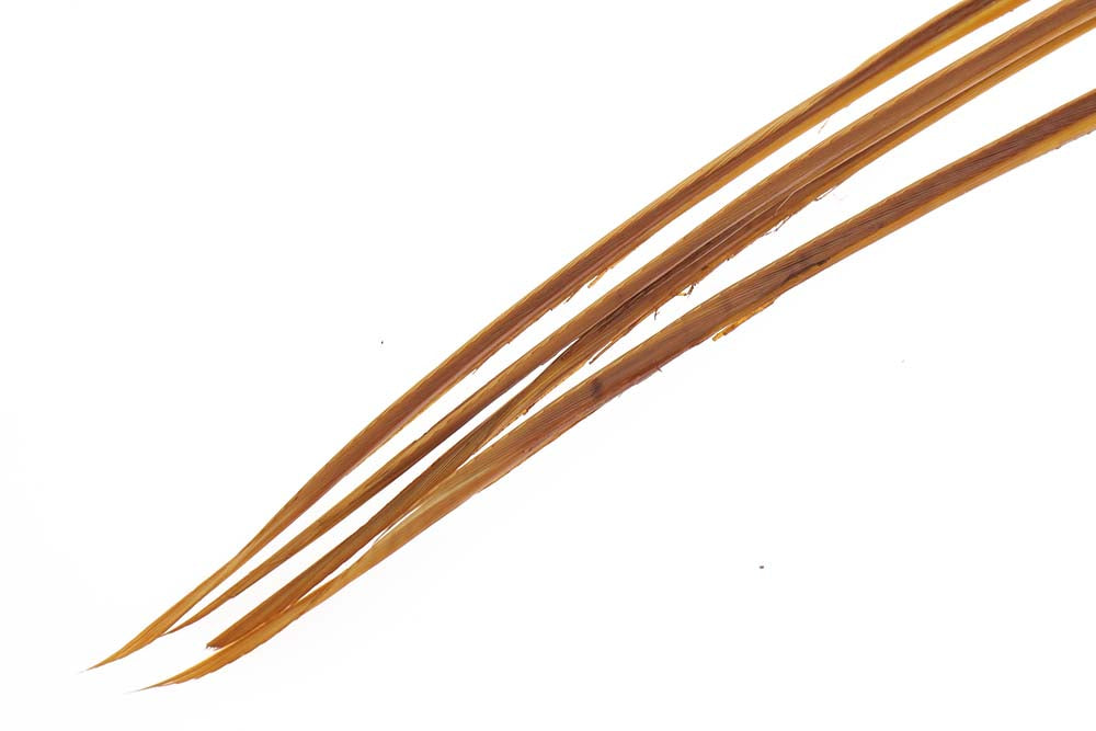 Turkey biots - March Brown