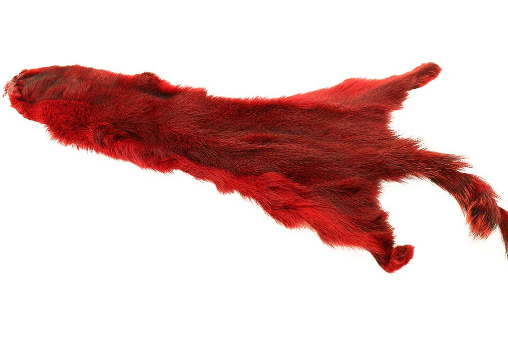 Flyco Golden Squirrel - Red