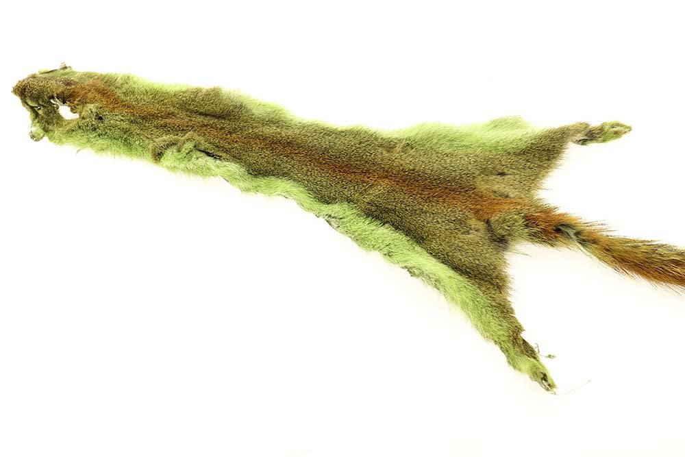 Flyco Golden Squirrel - Chartreuse