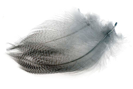Du tilføjede <b><u>Mallard Barred Flank - Dun</u></b> til kurven.