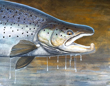 Du tilføjede <b><u>Thomas Weiergang original 58 x 45 - Seatrout Buck</u></b> til kurven.